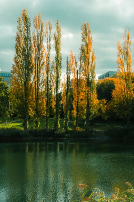 The image displays a row of tall, slender deciduous trees with autumn foliage in shades of yellow, orange, and green, situated along the edge of a calm body of water. The reflection of the trees is vi