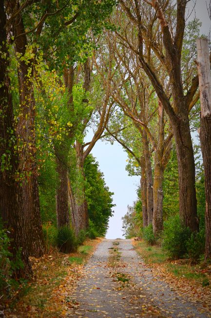 The image displays a row of tall, slender deciduous trees with autumn foliage in shades of yellow, orange, and green, situated along the edge of a calm body of water. The reflection of the trees is vi