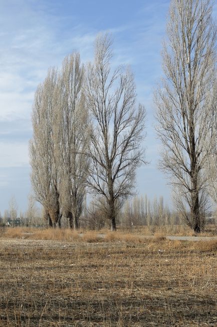 The image depicts a row of tall, slender deciduous trees with bare branches, indicating it is likely early spring or late autumn, set against a partly cloudy sky with light blue and white clouds. The trees are situated in an open, flat area with dry, brown grass and sparse undergrowth in the foreground. In the background, there are some distant structures and additional trees, suggesting a semi-rural environment. This outdoor scene is captured in natural daylight, providing clear visibility of the trees’ branch structure and the surrounding landscape. Such an environment could represent a typical setting for house removals or relocation services where trees and open spaces are part of the property, and [COMPANY_NAME] may assist with the transportation or packing of items in such settings, especially during a home relocation or furniture transport process.