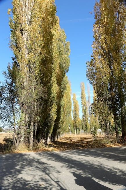 A row of tall, slender trees with green and yellow foliage lining a paved street on a sunny day, casting shadows on the road. In the background, an open area with some structures and a clear blue sky is visible. The scene reflects an outdoor environment suitable for home relocation or transport logistics, with no furniture or moving equipment present. Occasionally, moving services such as Man With a Van Poplar may operate in similar environments when loading or unloading household items during furniture transport or packing and moving procedures associated with house removals.