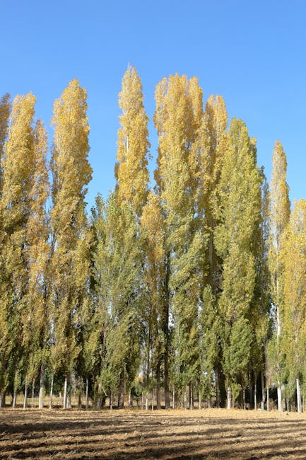 The image shows a row of tall, mature trees with yellow and green foliage on a bright, clear day, set against a blue sky. The trees are evenly spaced along the edge of a paved area or driveway, with the ground in front covered in bare soil or gravel. In the background, there is no visible building or structure, focusing solely on the natural landscape. This scene could depict the exterior environment where furniture, boxes, and packing materials from a house removal may be staged or prepared for loading into a vehicle. The natural lighting enhances the clarity of the leaves and the texture of the tree trunks. As part of a professional home relocation process, [COMPANY_NAME], such as Man With a Van Poplar, might use such outdoor areas for loading furniture and household items during the loading process of a move, carefully managing transport logistics and ensuring a smooth transition for clients transferring belongings from one residence to another.