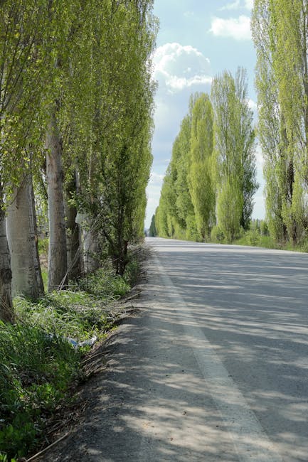 A row of tall, slender trees with green and yellow foliage lining a paved street on a sunny day, casting shadows on the road. In the background, an open area with some structures and a clear blue sky is visible. The scene reflects an outdoor environment suitable for home relocation or transport logistics, with no furniture or moving equipment present. Occasionally, moving services such as Man With a Van Poplar may operate in similar environments when loading or unloading household items during furniture transport or packing and moving procedures associated with house removals.