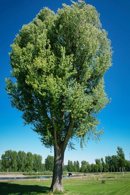 A tall, mature deciduous tree with a thick trunk and a broad, rounded canopy of vibrant green leaves stands prominently against a clear blue sky. The tree is situated on well-maintained grass in an open outdoor area, likely a park or green space, with a row of smaller trees visible in the background. The scene is brightly lit by natural sunlight, highlighting the lush foliage and the textured bark on the trunk. In the lower part of the image, there are some paving stones or pathways and a few objects that appear to be part of the landscape's infrastructure. This outdoor scene relates to the context of home relocation and furniture transport, consistent with services such as those provided by Man With a Van Poplar, especially during the planning phase involving permits for removals in Tower Hamlets.
