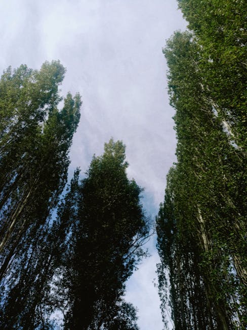 The image shows a view looking up at tall, densely packed trees with slender trunks and green foliage, spanning from the foreground to the background against a partly cloudy sky. The trees are likely part of a residential or urban green space, with some branches and leaves visible near the top of the image. This scene may depict an outdoor area where house removals or property access is planned, emphasizing the importance of clearance and tree management when conducting home relocations or furniture transport. During the loading process for a move, trees like these can impact vehicle access and parking, which is relevant for services offered by Man With a Van Poplar, especially when applying for permits in Tower Hamlets for removals. The natural environment and open sky suggest suitable conditions for loading or unloading activities, with ample space for a van or moving truck to operate nearby.