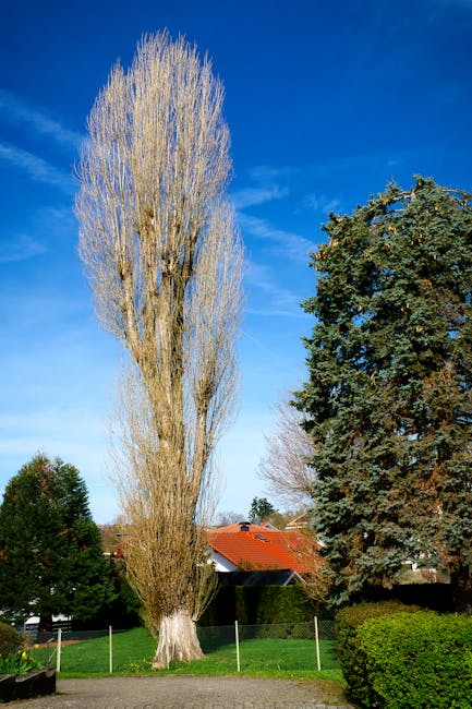 A tall, mature deciduous tree with a thick trunk and a broad, rounded canopy of vibrant green leaves stands prominently against a clear blue sky. The tree is situated on well-maintained grass in an open outdoor area, likely a park or green space, with a row of smaller trees visible in the background. The scene is brightly lit by natural sunlight, highlighting the lush foliage and the textured bark on the trunk. In the lower part of the image, there are some paving stones or pathways and a few objects that appear to be part of the landscape's infrastructure. This outdoor scene relates to the context of home relocation and furniture transport, consistent with services such as those provided by Man With a Van Poplar, especially during the planning phase involving permits for removals in Tower Hamlets.
