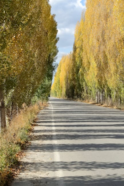 The image shows a straight, narrow country road during daytime, with a surface composed of grey asphalt and white centre markings. On each side of the road, there are tall deciduous trees with yellow and green leaves, indicating an autumn setting. The trees cast long, parallel shadows across the road, creating a pattern of light and shade. The sky above is partly cloudy with patches of blue visible through the clouds, suggesting a clear, calm weather. This scene provides a peaceful rural environment, suitable for transport or loading processes associated with house removals to or from a property in the countryside, reflecting the kind of scenic setting where professional removal services like those offered by Man With a Van Poplar might operate during home relocation or furniture transport in an autumnal landscape.