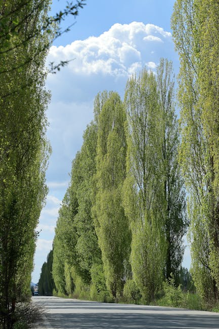 The image shows a straight, narrow country road during daytime, with a surface composed of grey asphalt and white centre markings. On each side of the road, there are tall deciduous trees with yellow and green leaves, indicating an autumn setting. The trees cast long, parallel shadows across the road, creating a pattern of light and shade. The sky above is partly cloudy with patches of blue visible through the clouds, suggesting a clear, calm weather. This scene provides a peaceful rural environment, suitable for transport or loading processes associated with house removals to or from a property in the countryside, reflecting the kind of scenic setting where professional removal services like those offered by Man With a Van Poplar might operate during home relocation or furniture transport in an autumnal landscape.